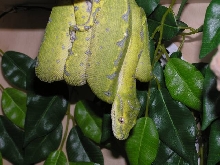 Kaa - GTP after turning green