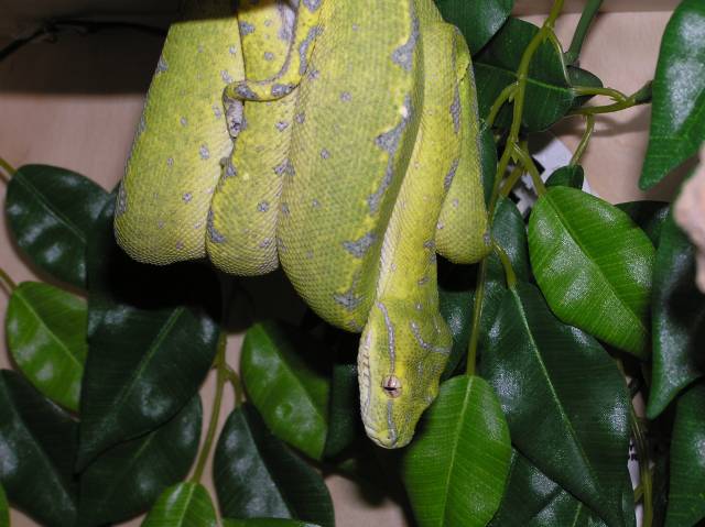 Kaa - GTP after turning green
