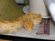 OJ - Albino Burmese Python