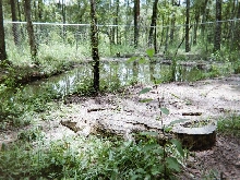 Nile Crocodile