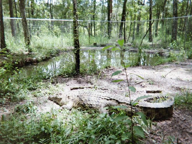 Nile Crocodile