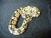 het albino ball