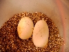 ball eggs