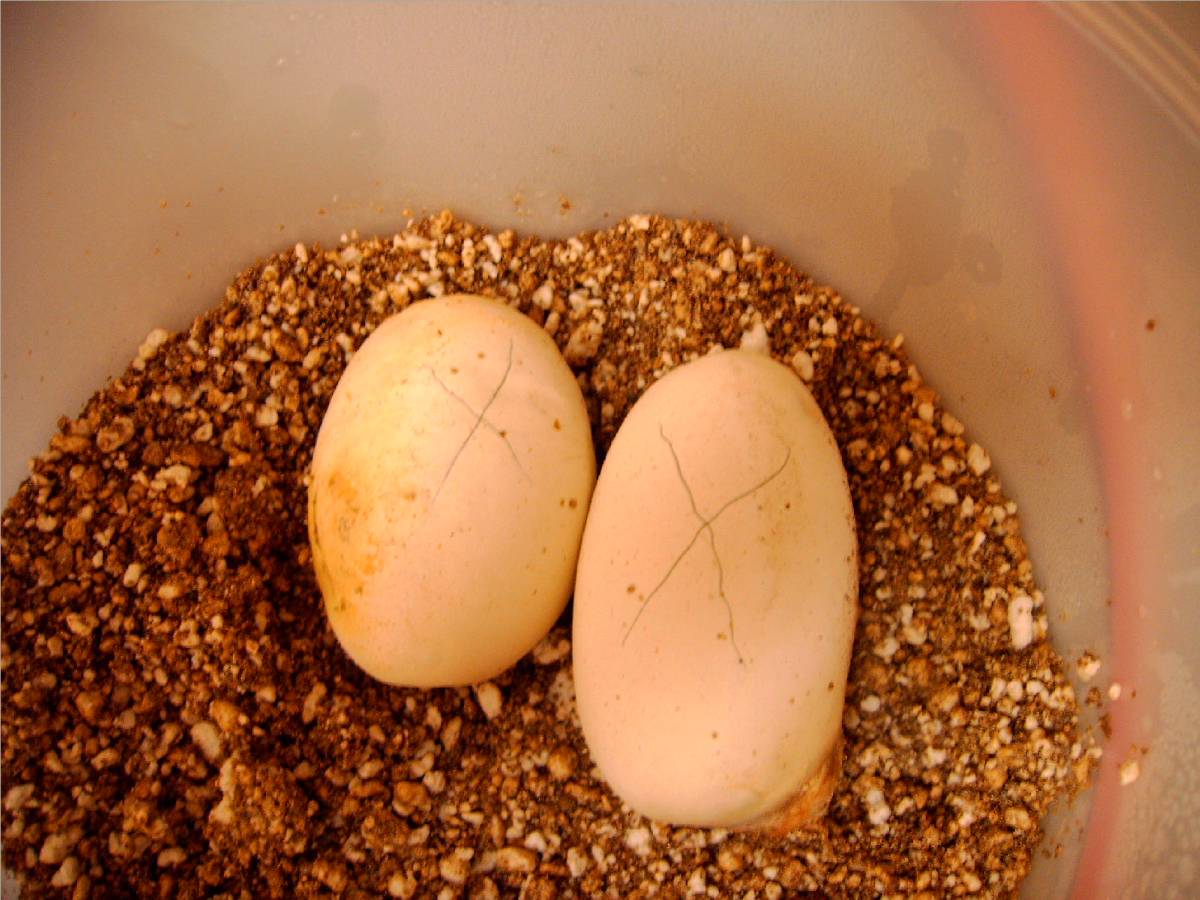 ball eggs