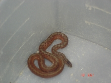 mystery snake2