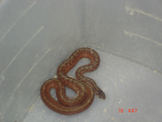mystery snake2