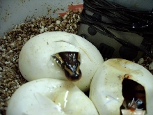 ball eggs hatching 004