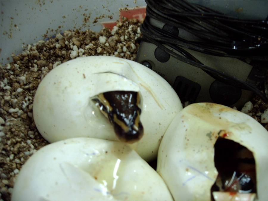 ball eggs hatching 004