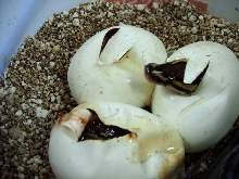 ball eggs hatching 2