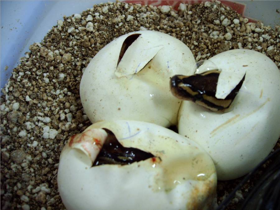 ball eggs hatching 2