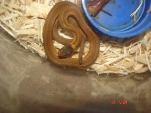 mystery snake 1