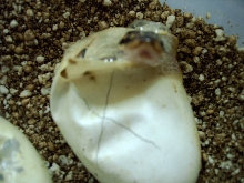 eggs hatching 2005 02
