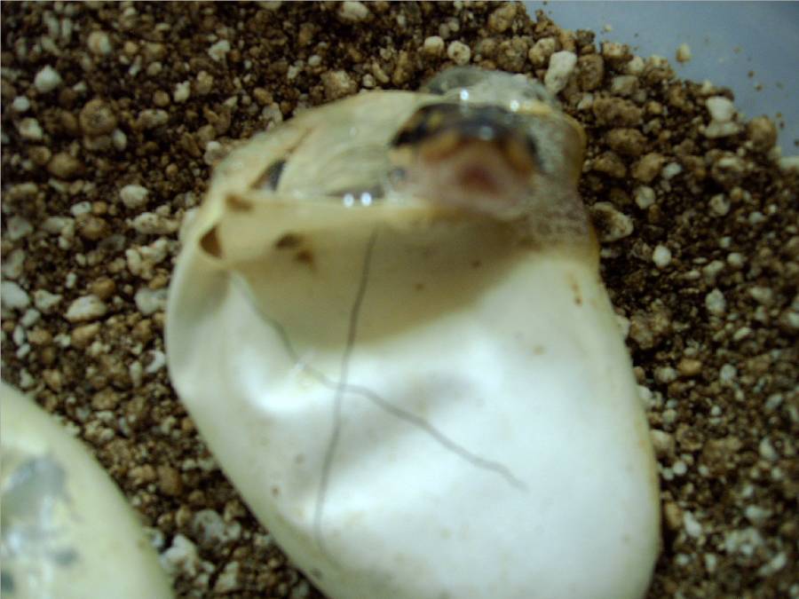 eggs hatching 2005 02