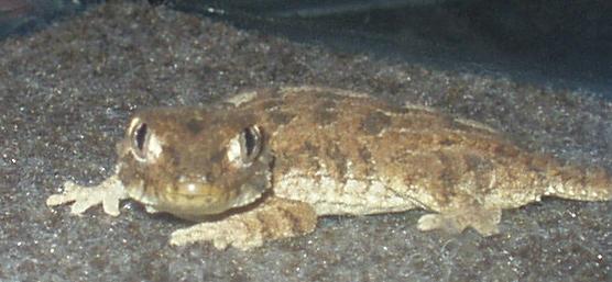 Helmeted Gecko