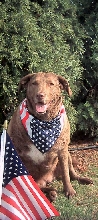 Nala All American Dog-Chesapeake Bay Retriever