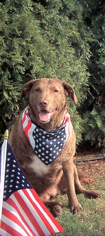 Nala All American Dog-Chesapeake Bay Retriever