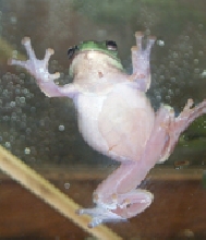 Bump on my White's back
