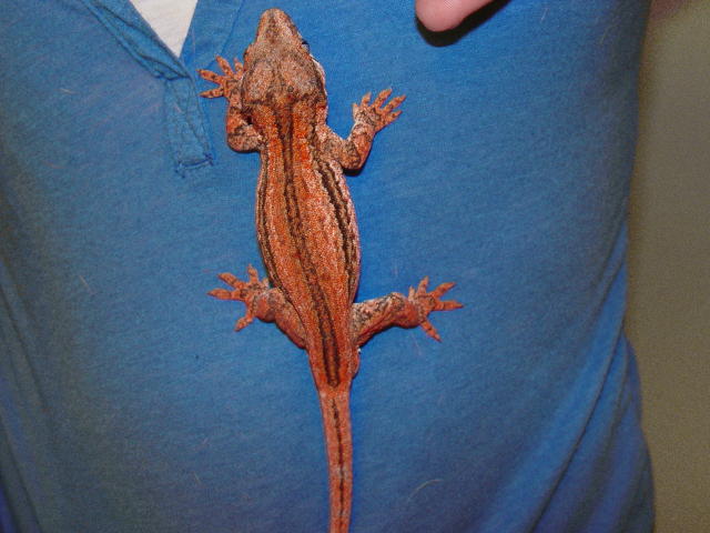 Red Gargoyle Male