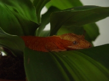one of my female cresteds