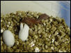Baby crested hatching
