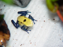 D. Tinctorius  (Citronella)