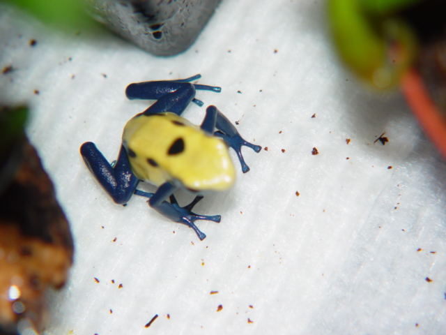 D. Tinctorius  (Citronella)