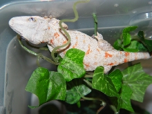Orange Blotch Female