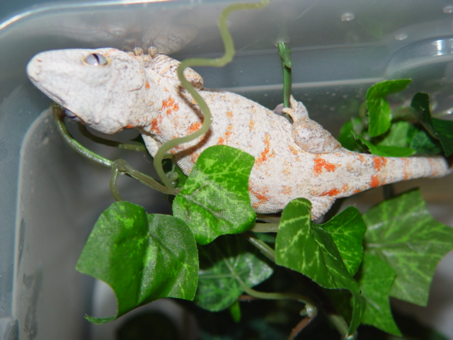 Orange Blotch Female