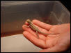 baby beardies