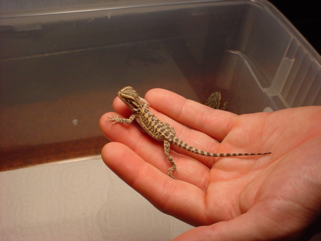 baby beardies