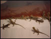 group beardies