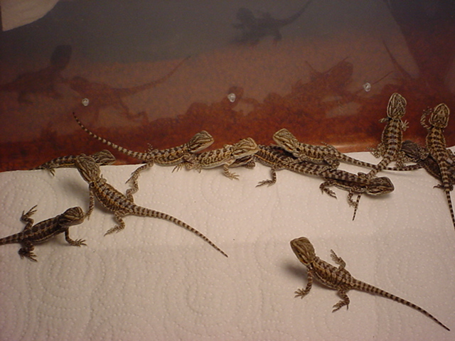 group beardies