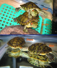 "Sniffing" the other turtle's rear end