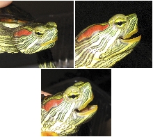Broken beak?