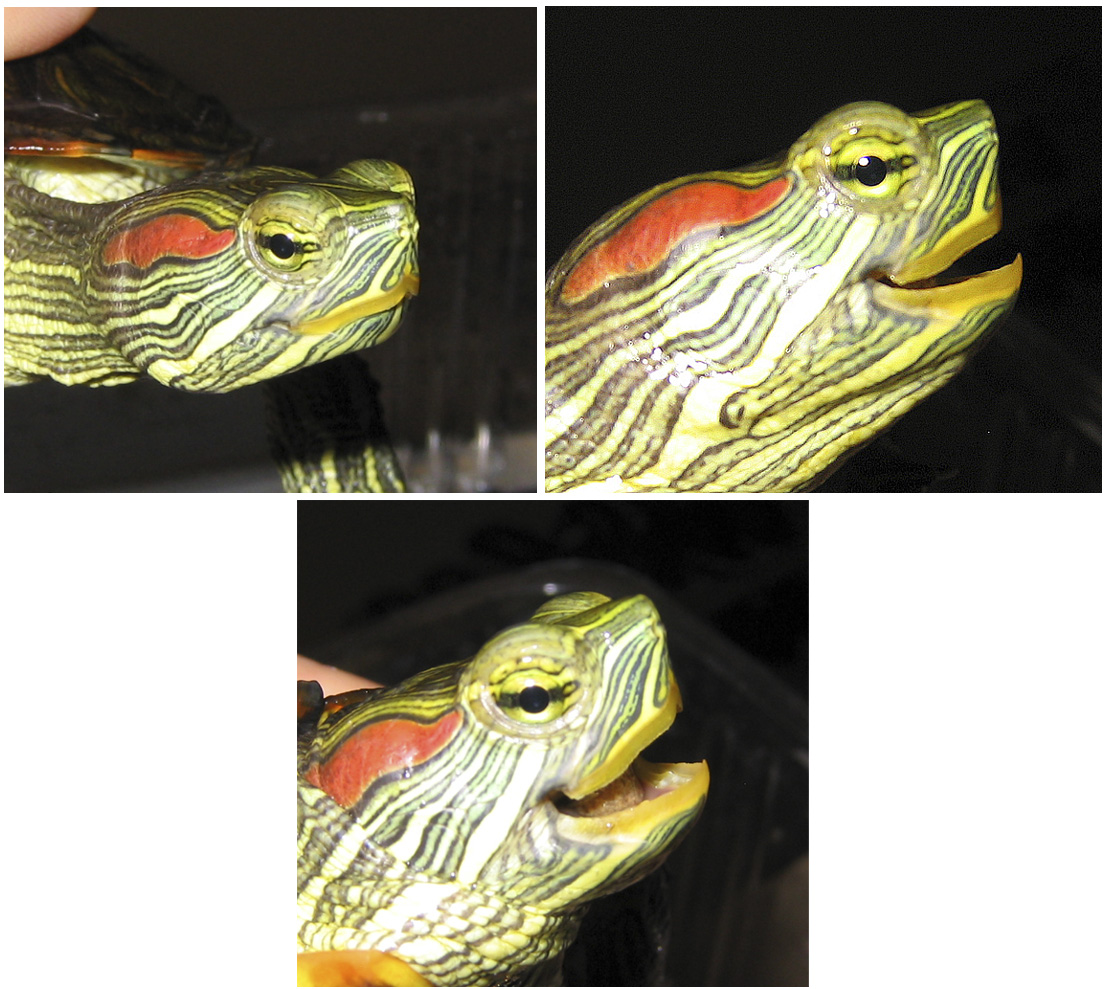 Broken beak?