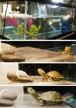 Tank and Basking Kiwi