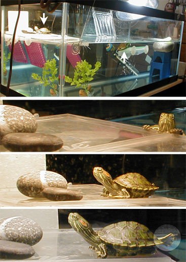 Tank and Basking Kiwi