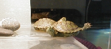 my turts like yoga...