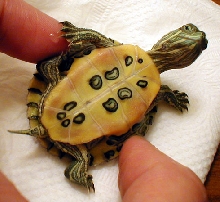 Guava's plastron