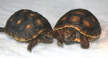 2007 hatchlings