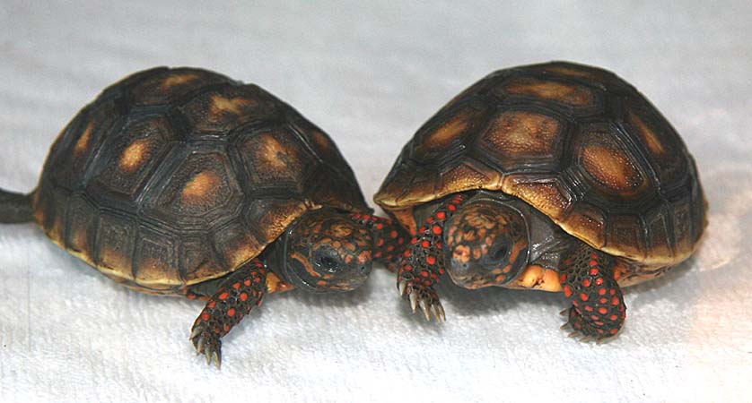 2007 hatchlings