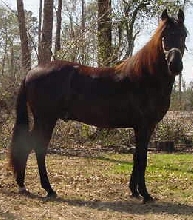 Imperial's Bolero