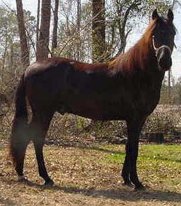 Imperial's Bolero