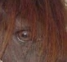 Boleroeye