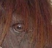 Boleroeye