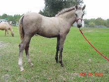 El Rubio, paso fino colt