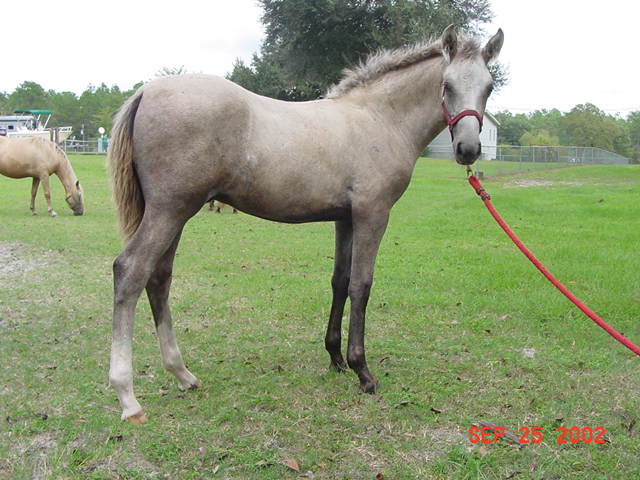 El Rubio, paso fino colt