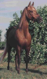 Zsa Zsa Imperial