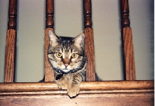 Precious Friend Tercy