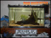 Baby Snapper set up
